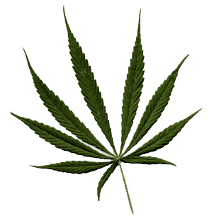 Cannabis strains